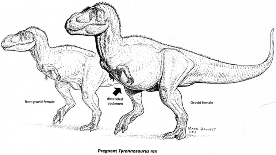 Pregnant T. Rex may lead to real life Jurassic Park
