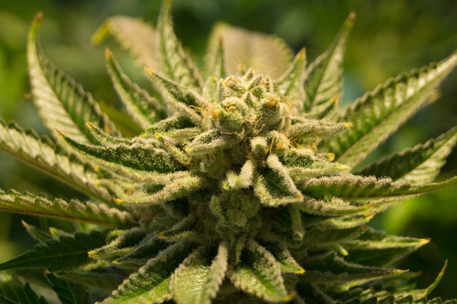 Legalizing Marijuana in Illinois: Guaranteed to Succeed?