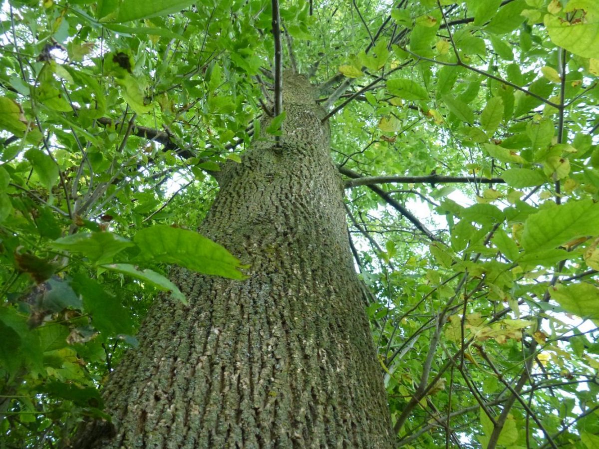 A healthy Ash Tree (Fraxinus) stands tall and sturdy