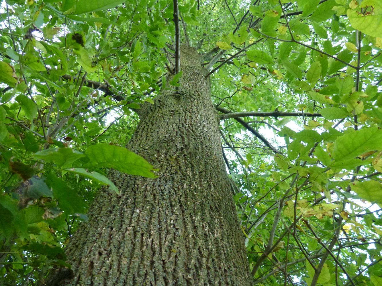 Ash Tree Depletion Spreads Nationwide – The Courier