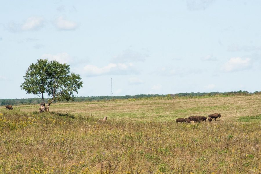 The Nachusa Grasslands in northwestern Illinois is one of the few remaining examples of the once-dominant tallgrass prairie ecosystem in the state. The Nature Conservancy reintroduced bison, natural grasses and wildflowers to the prairie (photo: Joey Weslo)