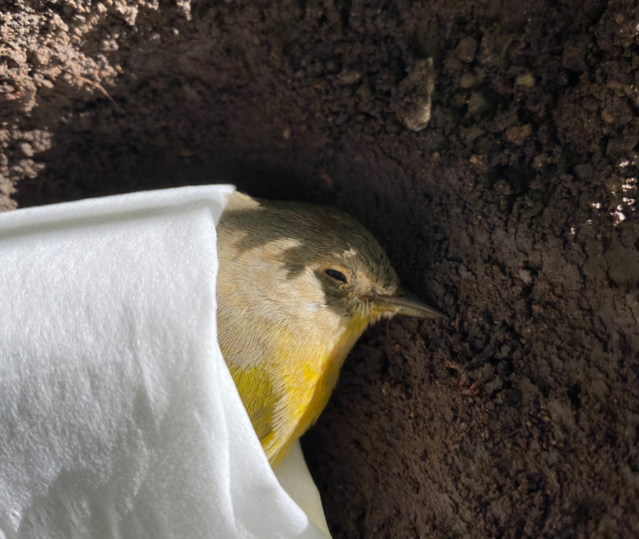 Deceased pine warbler (Photo by David Ouellette)