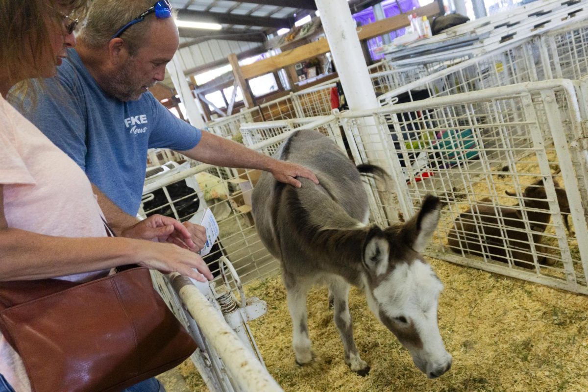 Visitors were allowed to pet most of the animals, including this donkey.