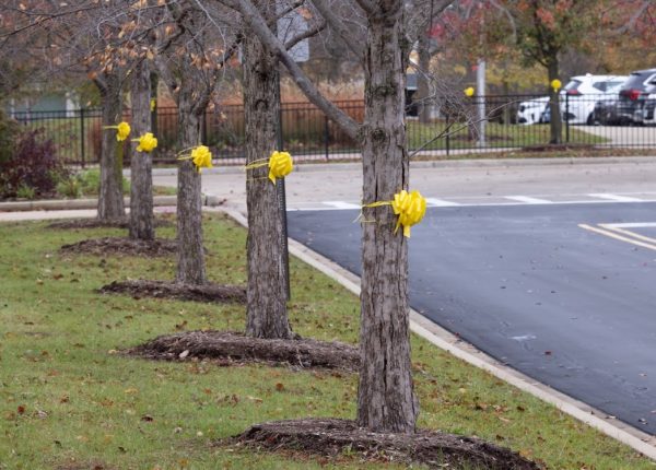 Yellow ribbons displayed around school grounds in celebration of National Veterans and Military Families Month. 