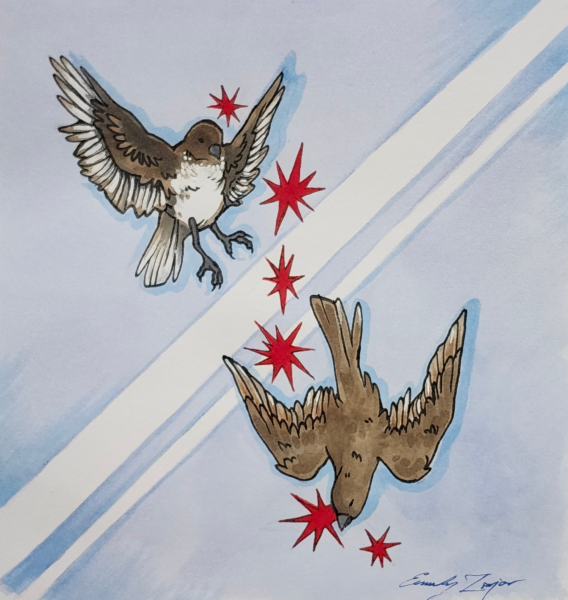 Fighting for Flight: College of DuPage Project Aims to Curb Bird Collisions
