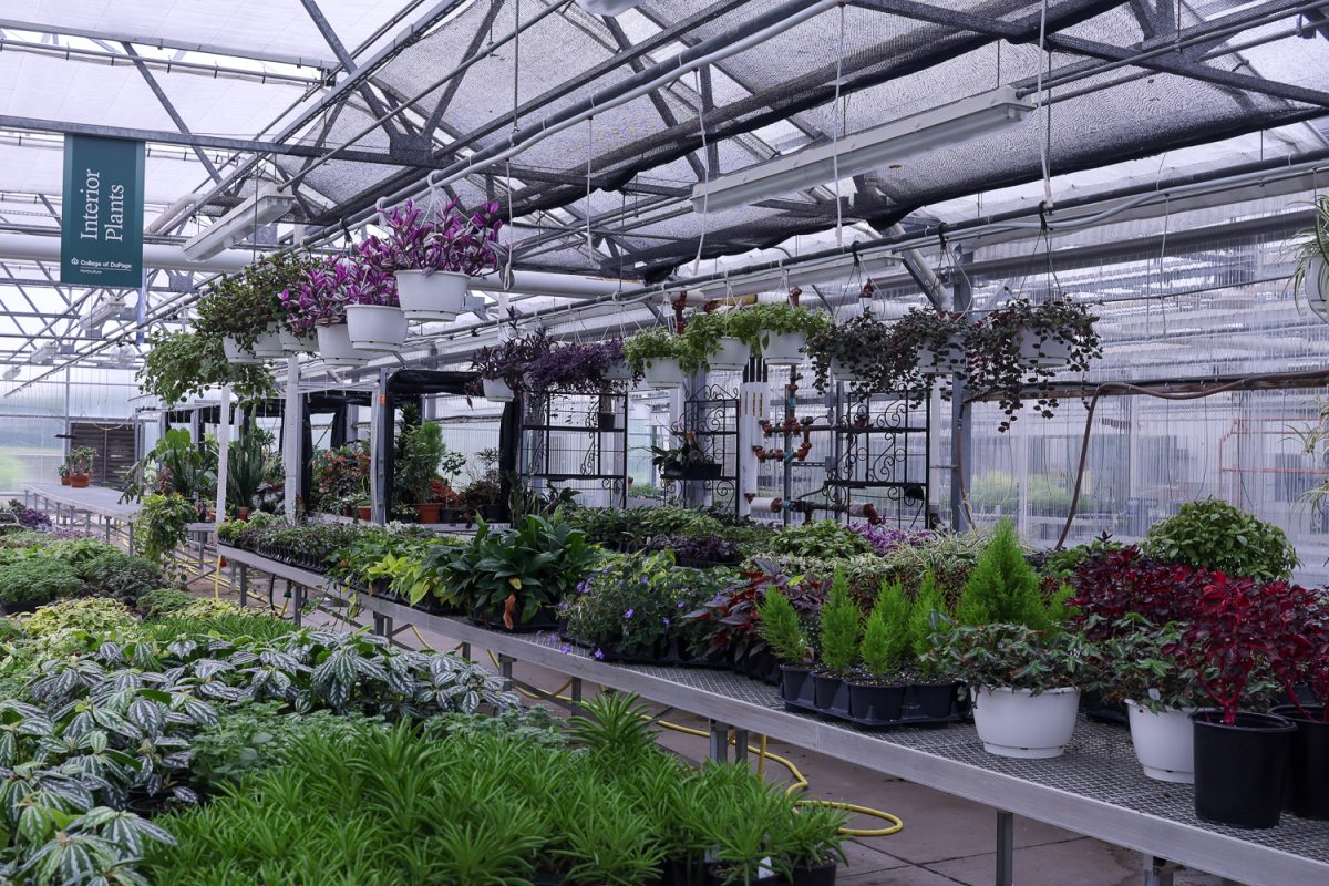Inside COD's greenhouses, located outside of the Technical Education Center (TEC). 