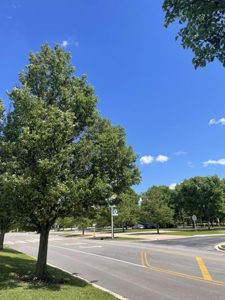 Callery pear trees between the Berg Instructional Center (BIC) and northern parking lots, where the trees are three rows deep.